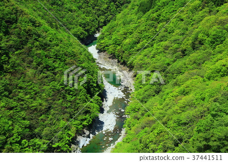 Fresh green Ani gorge Fresh green Ani gorge 37441511