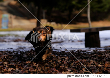Dachshund Kaninhaen cute 37442138