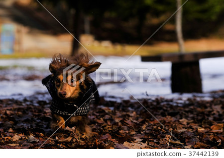 Dachshund Kaninhaen cute 37442139