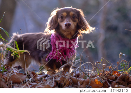 Dachshund Kaninhaen cute 37442140