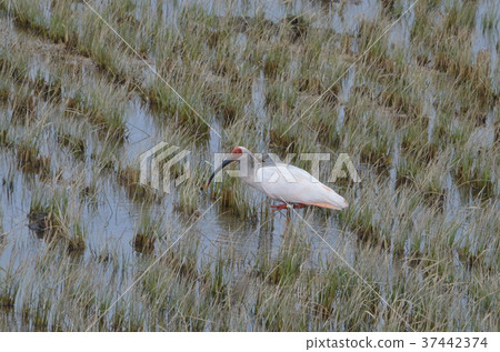 在冬天米領域的狼 在冬天米領域的狼 37442374