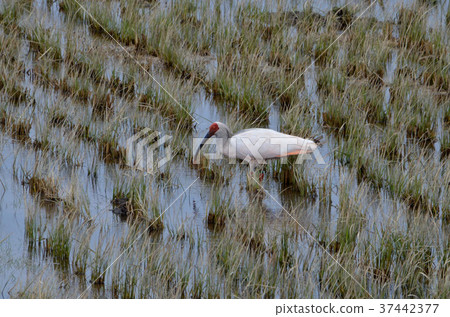 在冬天米領域的狼 在冬天米領域的狼 37442377
