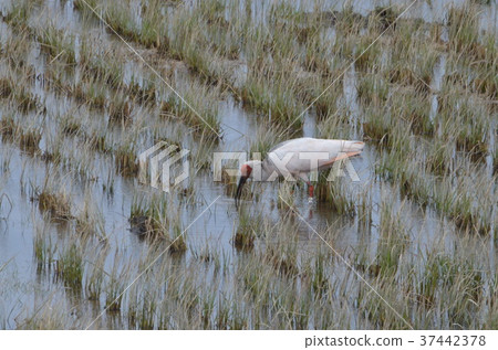 發現飼料的鴨子 37442378