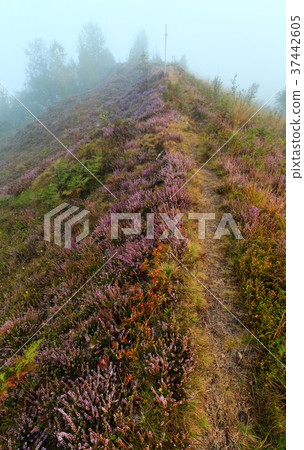 Misty morning dew on mountain meadow 37442605