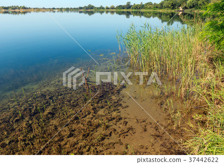 Summer lake calm rushy shore. 37442622