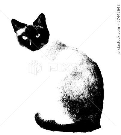 Cat Cat 37442648