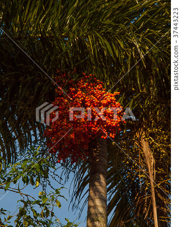 Manila palm veitchia merrillii. 37443223