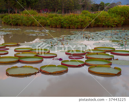 Victoria amazonica in the pond. Victoria amazonica in the pond. 37443225