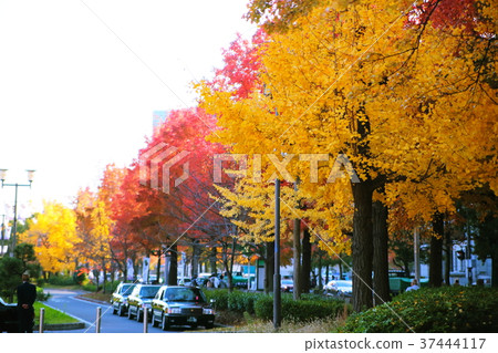 Ginkgo bunches 37444117