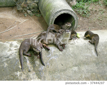 Otter family in a zoo Otter family in a zoo 37444287