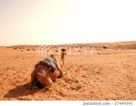 Camel from the back in Wahiba desert, Oman 37444345