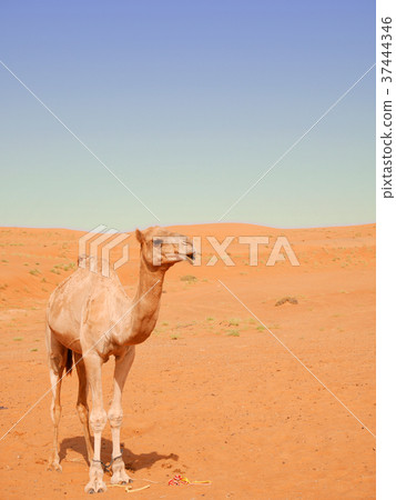 Smiling camel in Wahiba desert, Oman Smiling camel in Wahiba desert, Oman 37444346