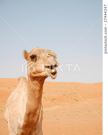 Smiling camel in Wahiba desert, Oman 37444347