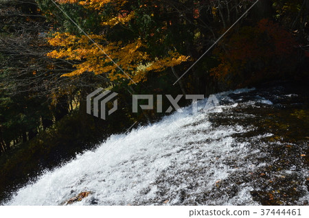 Torrent (Yu Taki / Oku Nikko / Nikko city, Tochigi prefecture) 37444461
