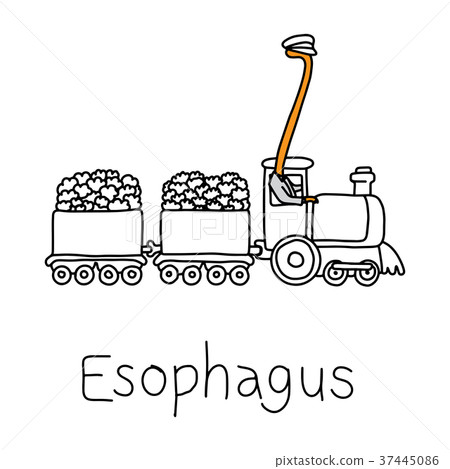 metaphor function of Esophagus to carry food 37445086