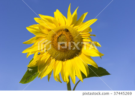 Field of flowering sunflowers with bees collecting Field of flowering sunflowers with bees collecting 37445269
