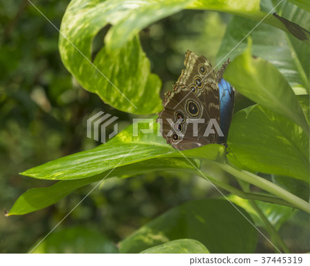 Blue Morpho, Morpho peleides, big butterfly Blue Morpho, Morpho peleides, big butterfly 37445319