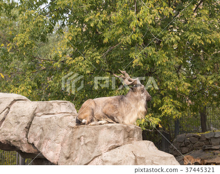 Big horn sheep ovis canadensis portrait Big horn sheep ovis canadensis portrait 37445321