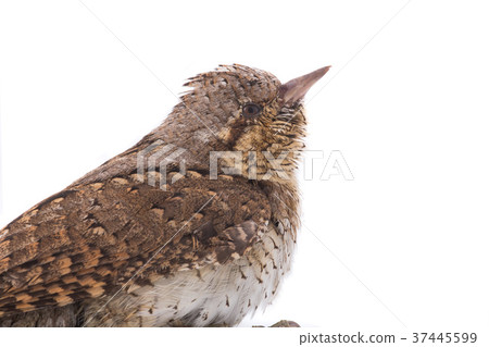 Portrait Eurasian wryneck (Jynx torquilla) Portrait Eurasian wryneck (Jynx torquilla) 37445599