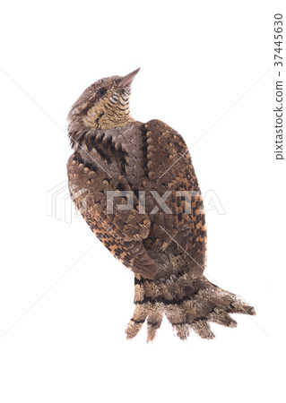 Eurasian wryneck (Jynx torquilla) Eurasian wryneck (Jynx torquilla) 37445630