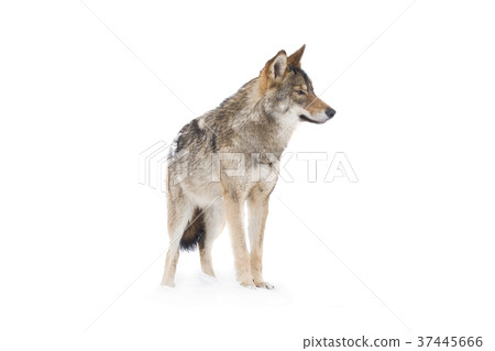 gray wolf 37445666