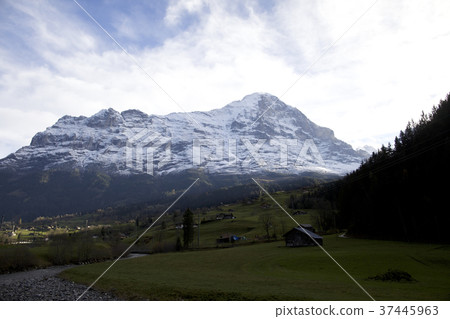 Swiss Swiss 37445963