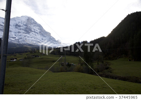 Swiss Swiss 37445965