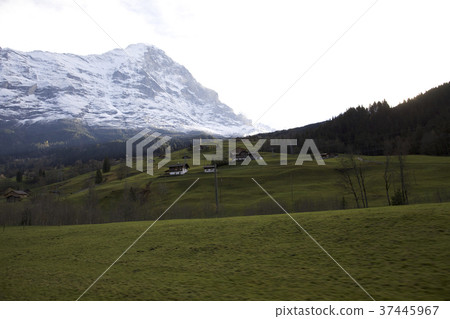 Swiss Swiss 37445967