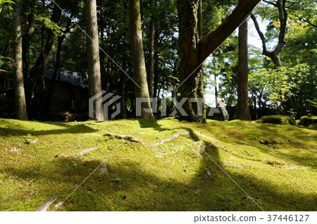 Acupuncture garden of Kochi prefecture · Takebayashi temple 37446127