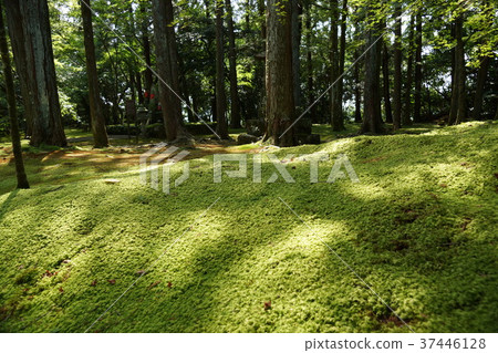 Acupuncture garden of Kochi prefecture · Takebayashi temple 37446128