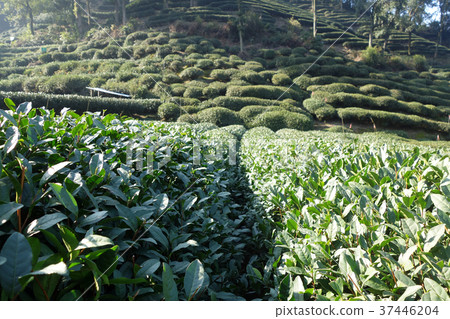 Green Chinese Longjing tea plantation 37446204