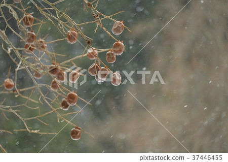 Myonikaki Myonikaki 37446455