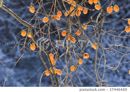 Myotaki Myotaki 37446489