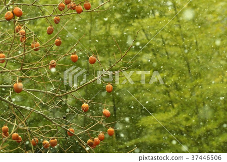 Myotaki 37446506