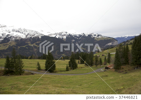 Swiss Swiss 37446821