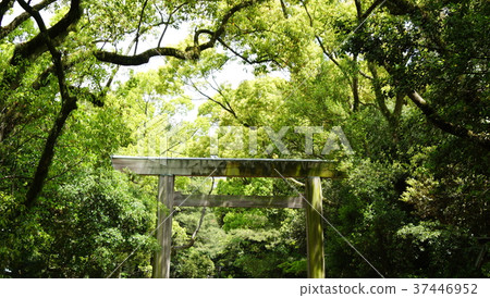 Torii Torii 37446952