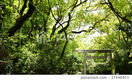 Torii Torii 37446953