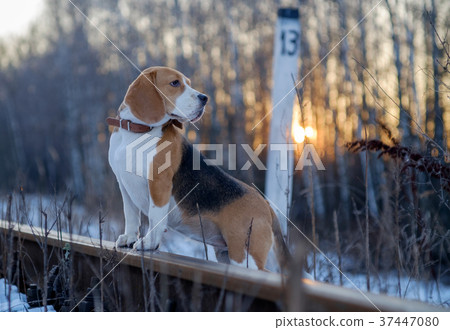 Beagle dog on a walk on a winter evening Beagle dog on a walk on a winter evening 37447080