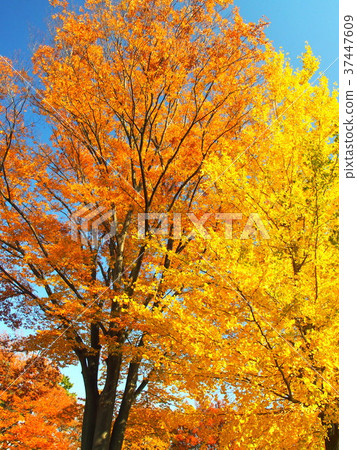 黃色葉子繭和銀杏樹 37447609