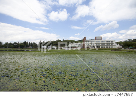 秋田縣橫手市敦賀池塘和睡蓮 秋田縣橫手市敦賀池塘和睡蓮 37447697