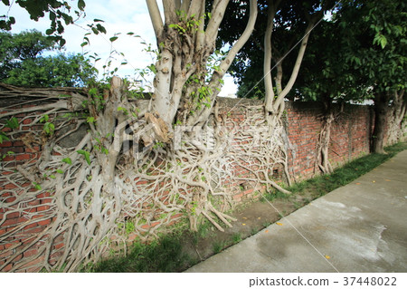 Brick tree Brick tree 37448022
