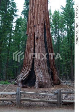 Sequoia National Park, USA. Sequoia National Park, USA. 37448378