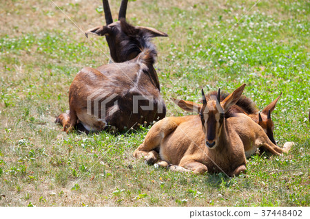 Group of young and old Sable Antelopes  37448402