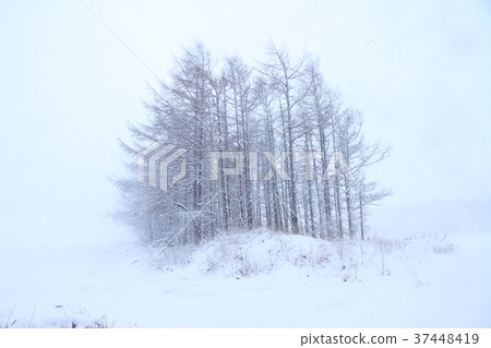 Forest in the snowstorm 37448419