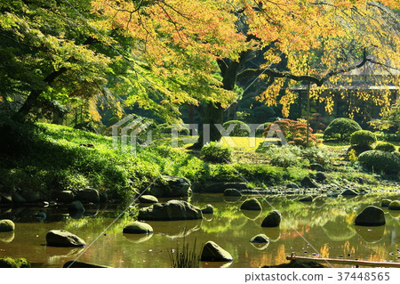 Water surface and trees Water surface and trees 37448565