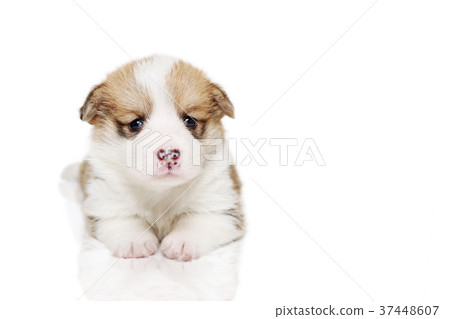 Corgie puppy Corgie puppy 37448607