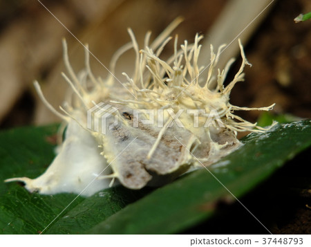 Caterpillar caterpillar Caterpillar caterpillar 37448793