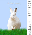 Easter, rabbit, green meadow, blue background 37448975