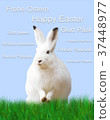 Easter, rabbit, green meadow, blue background 37448977