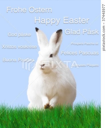 Easter, rabbit, green meadow, blue background 37448977